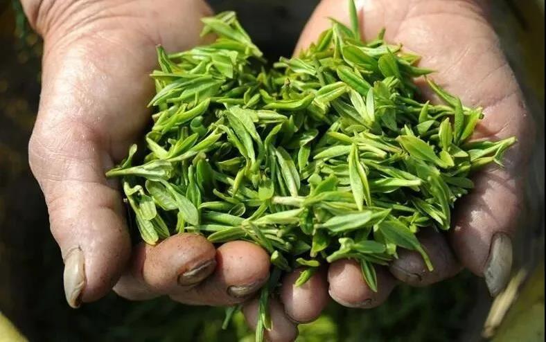 “大洪山”牌系列茶叶