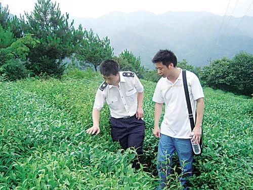 “大洪山”牌系列茶叶