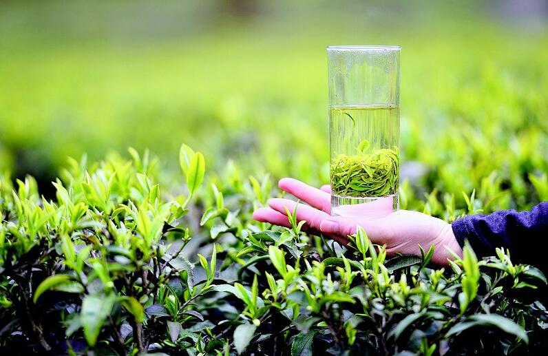 湖北恩施举办茶叶暨“一红一绿”品牌保护培会训