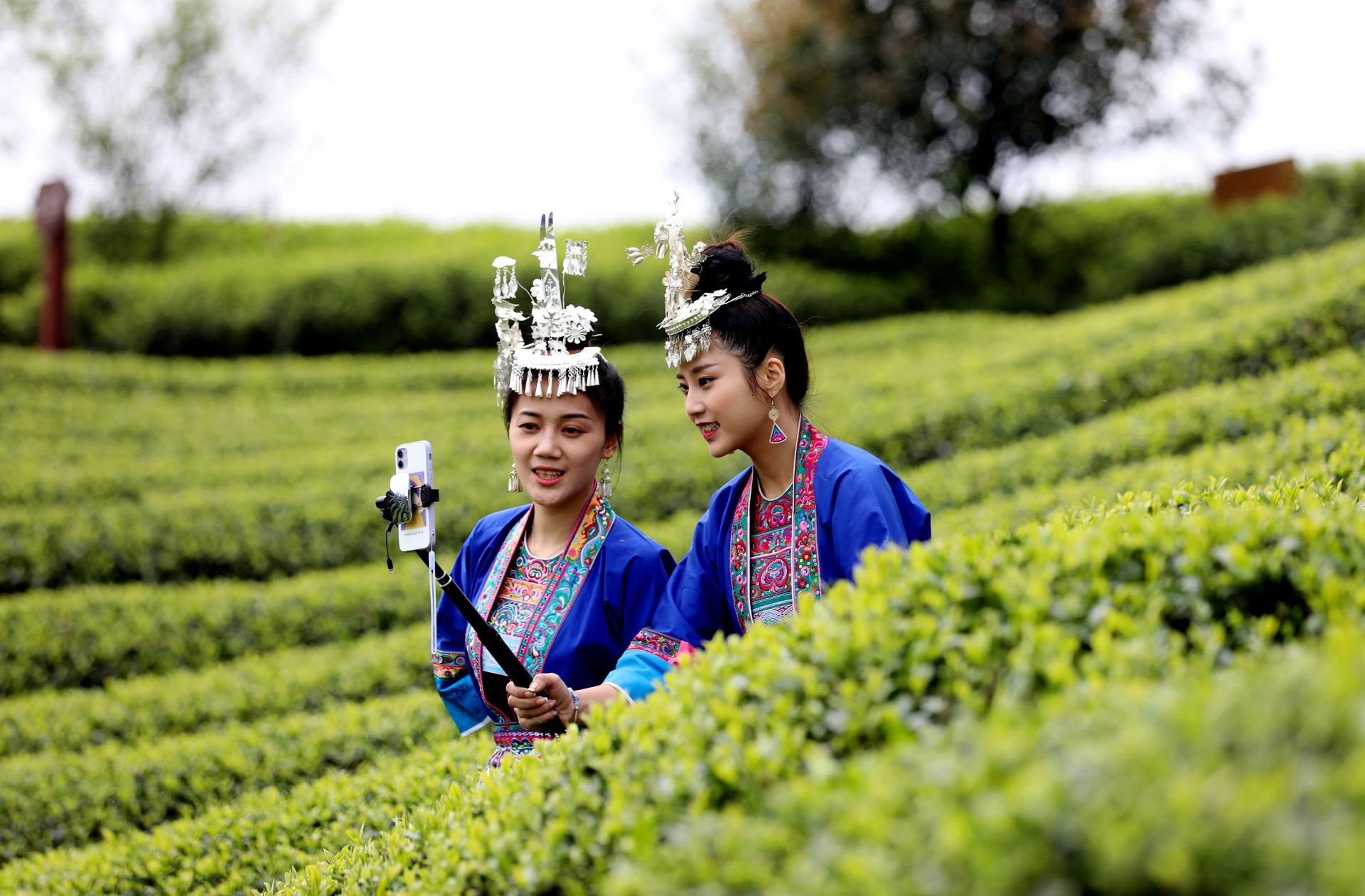 湖北茶叶网（艺茗道茶艺培训）红安老君眉茶文化交流中心成立