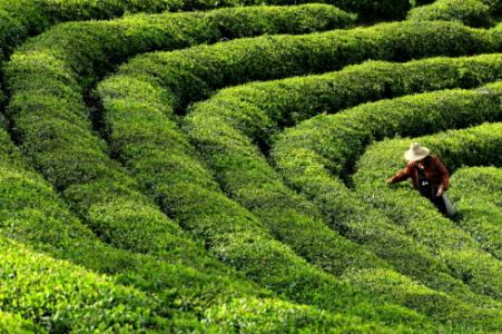 湖北襄阳抓茶叶发展 实现增收致富