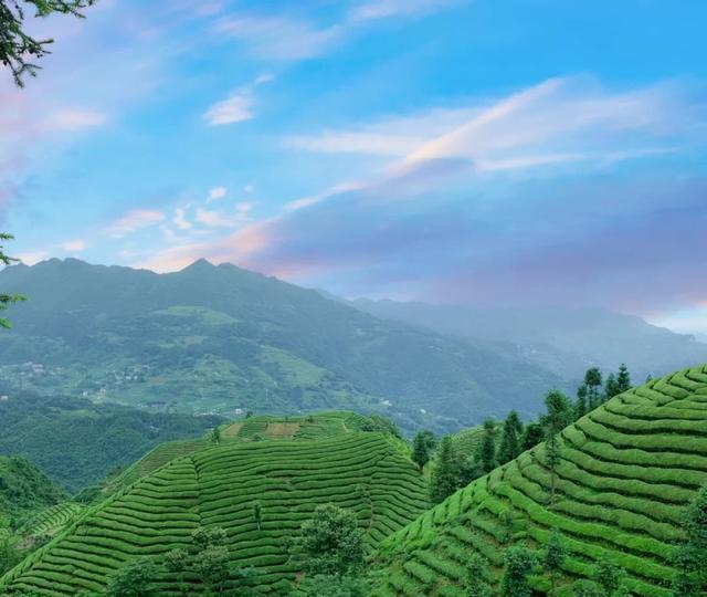 湖北最美茶园,人少景美拍照圣地