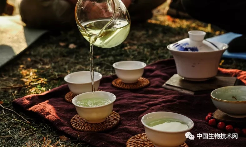 喝绿茶为什么能抗癌？《自然通讯》“挖”出了分子机制