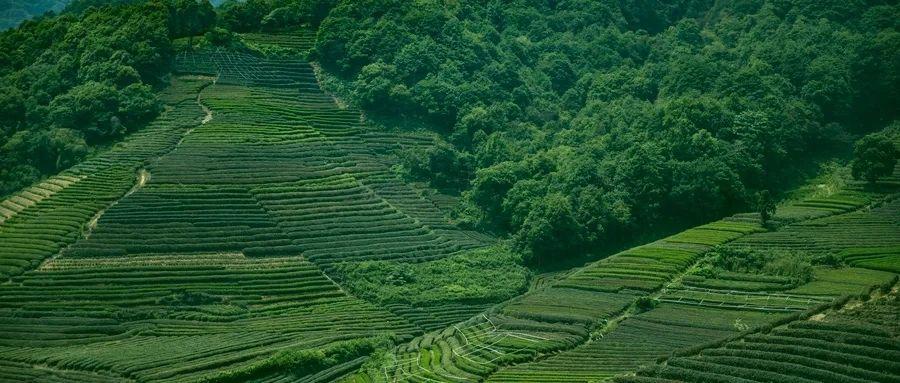 湖北巴东:"小案大办"推动古茶保护开发双赢