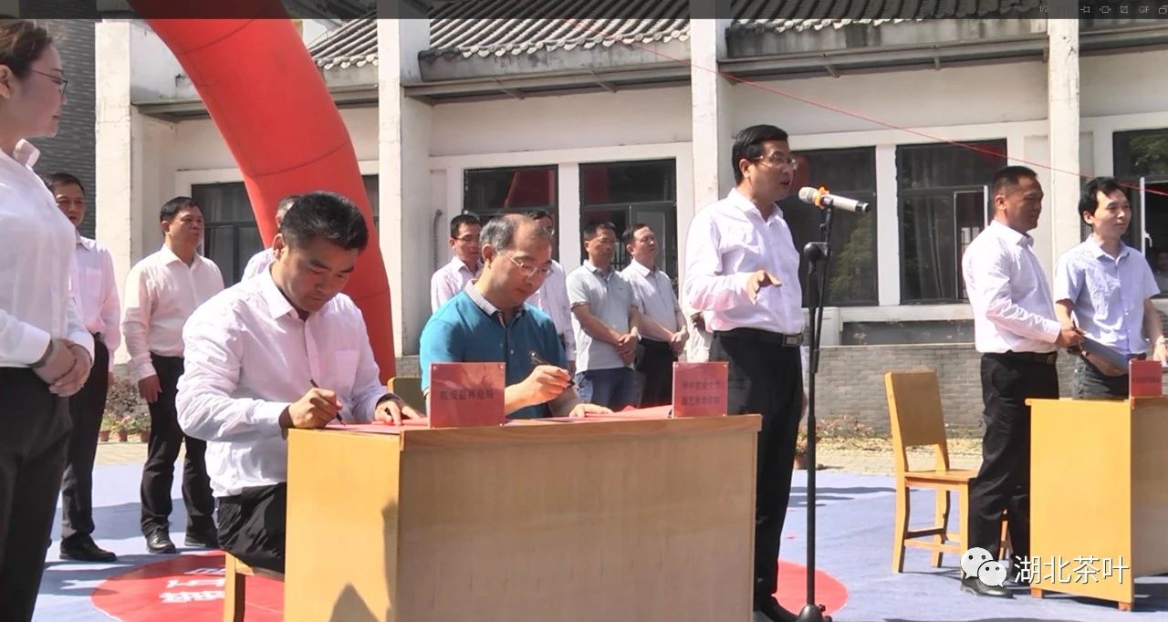 红安第五届老君眉茶文化节开幕 茶园年产值超过4亿元