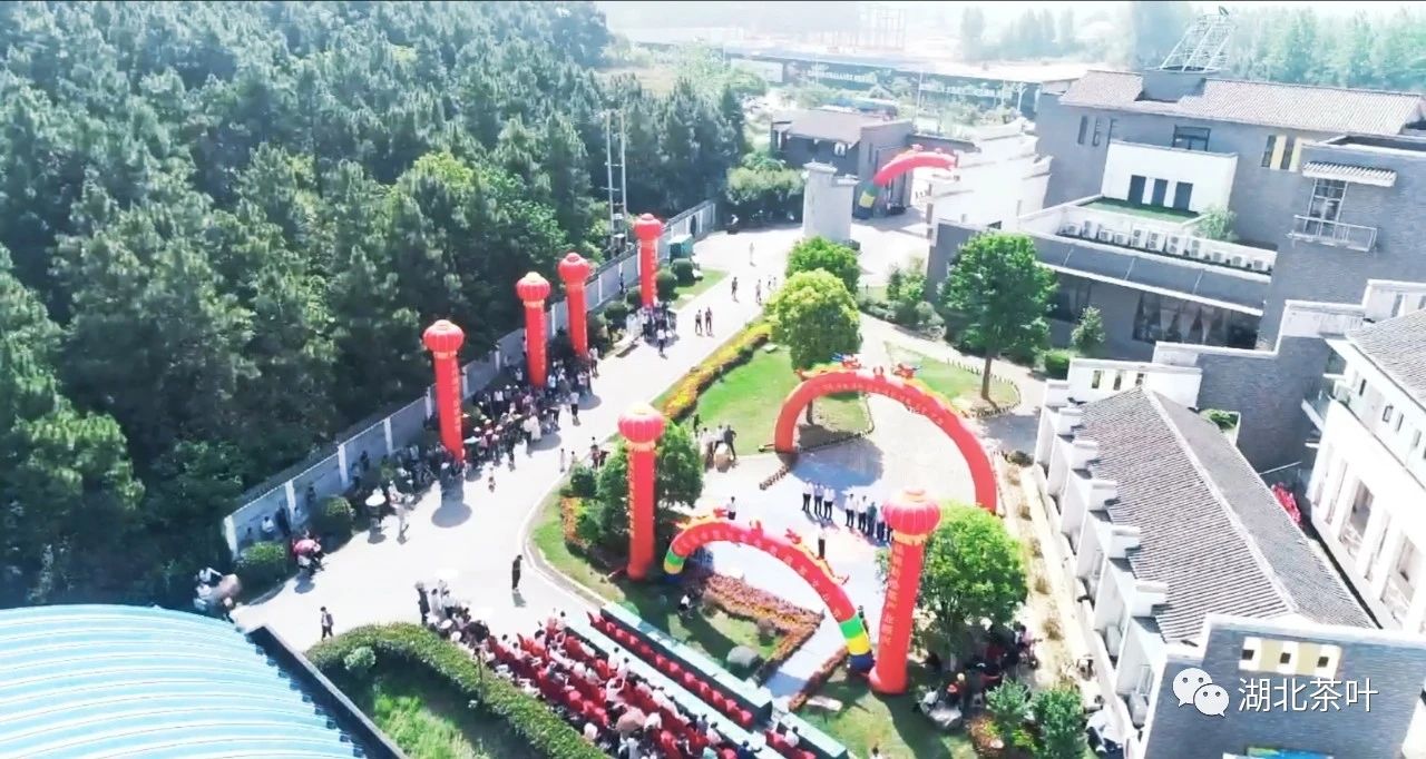 红安第五届老君眉茶文化节开幕 茶园年产值超过4亿元