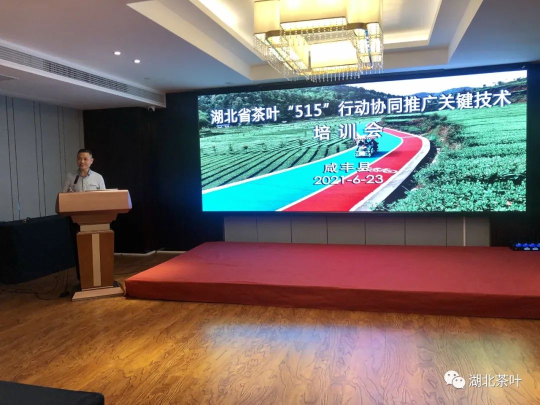 湖北茶叶网 湖北茶叶网