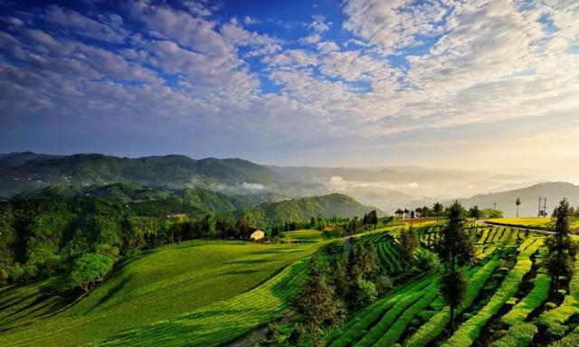 春来茶山千行绿！来湖北茶旅融合景区，品一杯新茶！..