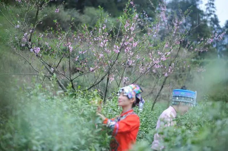 湖北茶叶网（www.hbtea.cn）