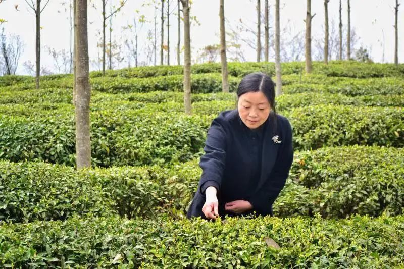 湖北茶叶网（www.hbtea.cn）