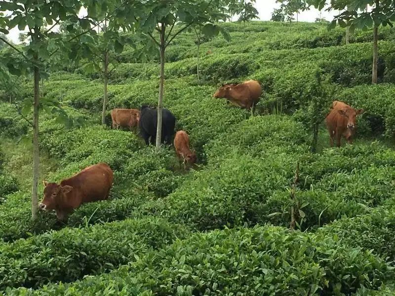 湖北茶叶网（www.hbtea.cn）