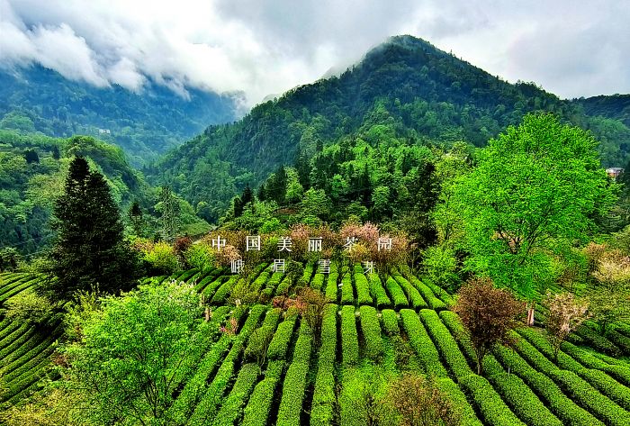 中国美丽茶园