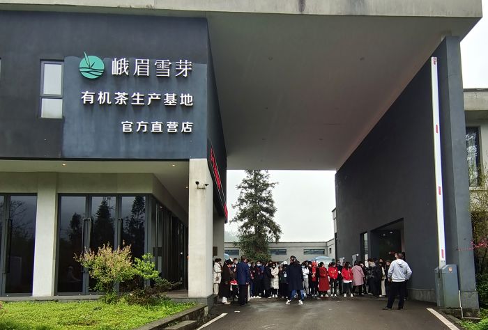 峨眉雪芽有机茶生产基地
