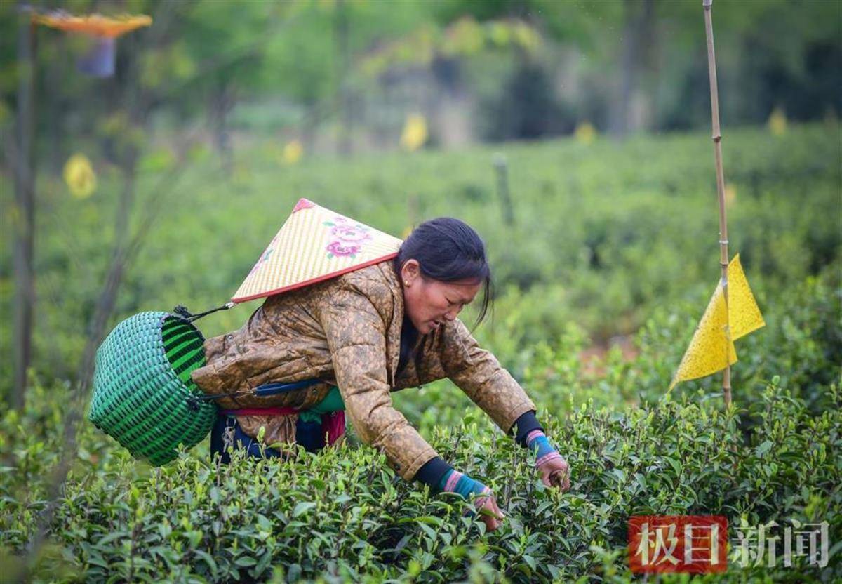 湖北茶专家高士伟