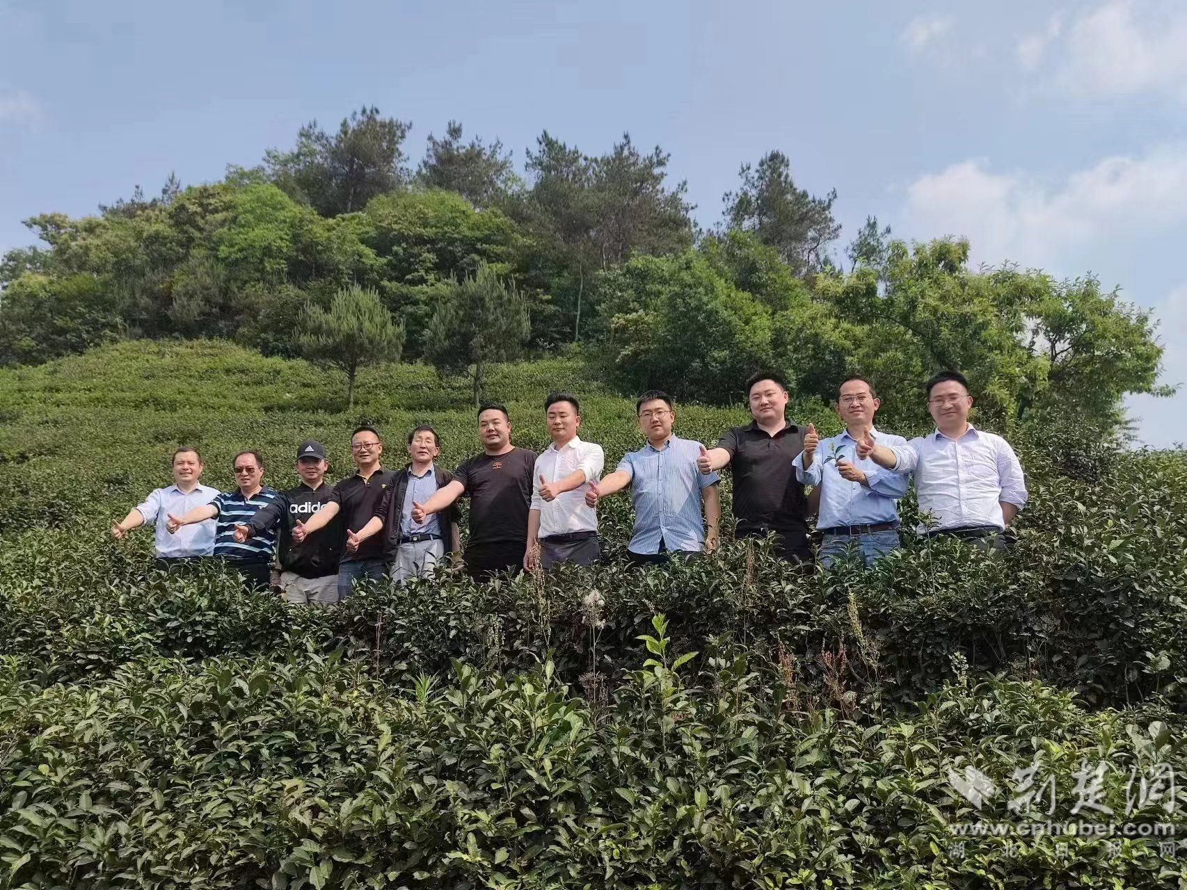 湖北茶叶网消息 湖北茶叶网消息
