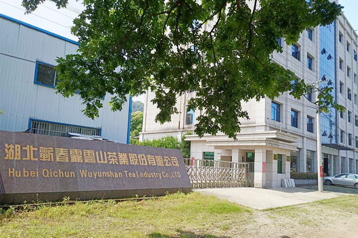 湖北茶叶网考察蕲春雾云山茶厂 湖北茶叶网考察蕲春雾云山茶厂