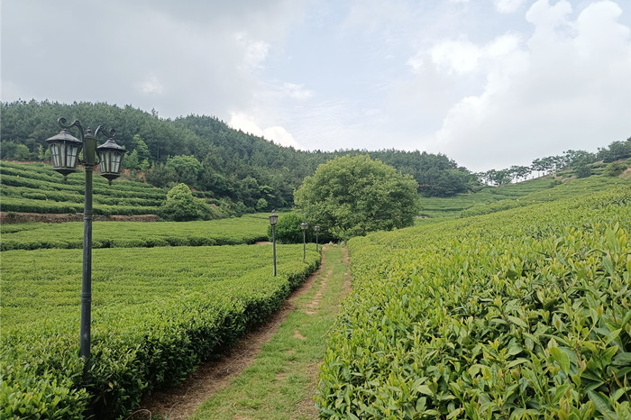 湖北茶叶网考察蕲春雾云山茶厂 湖北茶叶网考察蕲春雾云山茶厂