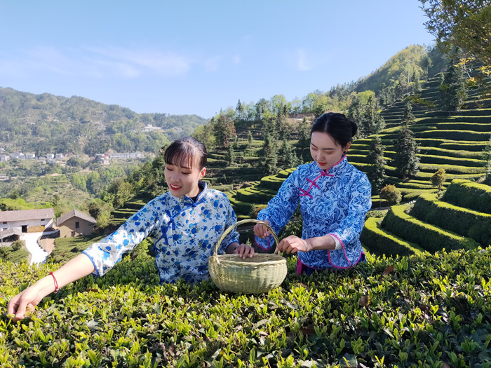 萧氏茶业集团茶园采茶