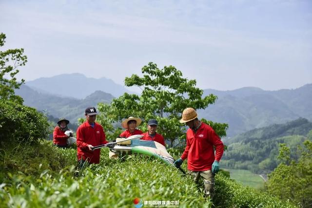 建阳：做好“茶文章” 撬动“茶经济”