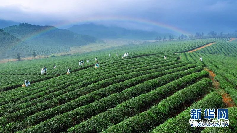 因茶而美、因茶而兴 湖北赤壁“茶旅融合”渐入佳境 因茶而美、因茶而兴 湖北赤壁“茶旅融合”渐入佳境