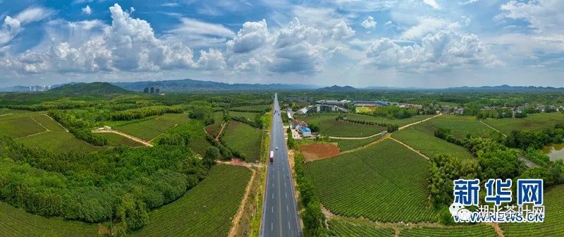 因茶而美、因茶而兴 湖北赤壁“茶旅融合”渐入佳境 因茶而美、因茶而兴 湖北赤壁“茶旅融合”渐入佳境