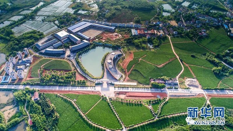 因茶而美、因茶而兴 湖北赤壁“茶旅融合”渐入佳境 因茶而美、因茶而兴 湖北赤壁“茶旅融合”渐入佳境