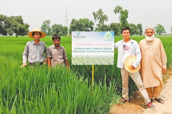 科珈种业在巴基斯坦开展水稻育种。 科珈种业在巴基斯坦开展水稻育种。