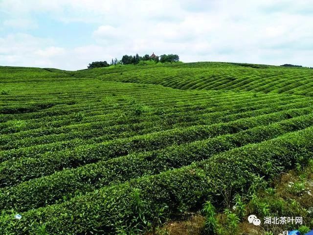 湖北力沃茶业股份有限公司 湖北力沃茶业股份有限公司