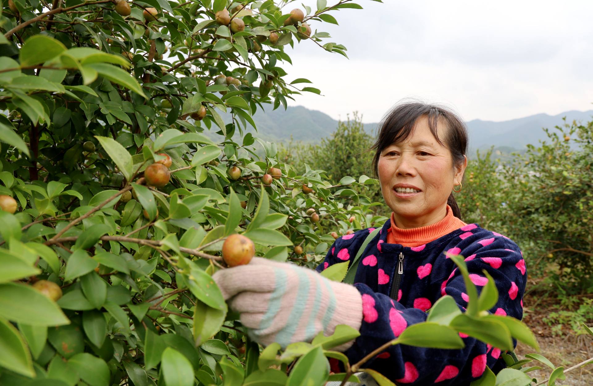 湖北通城：富农“金果果” 产业新篇章