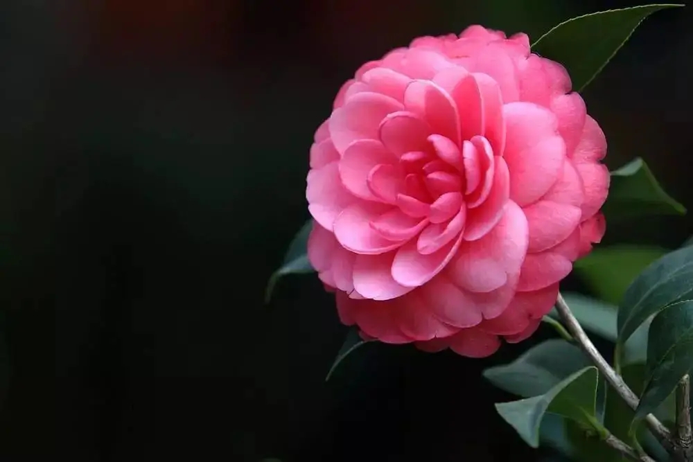 福建：首届山茶花消费节开幕