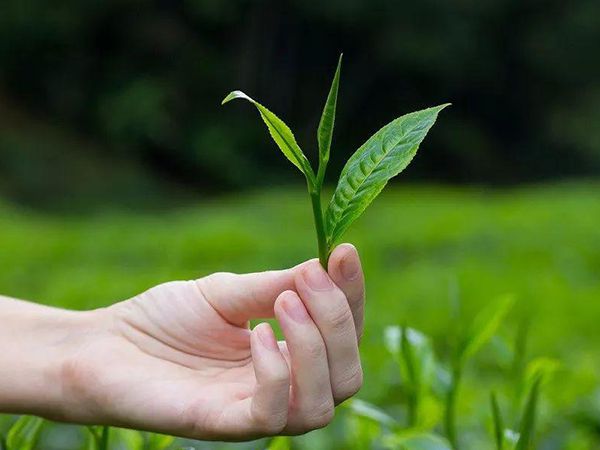 湖北伍家台茶业有限公司成立，注册资本1.20亿元人民币