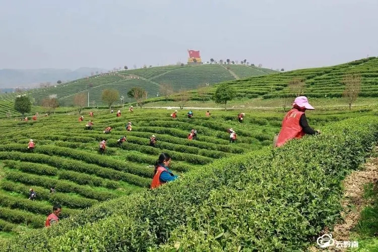 贵州瓮安县建中镇：茶旅融合春光好