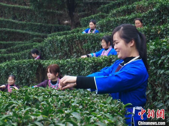 广西侗乡万亩茶园“点绿成金”片叶织就现代版“富春山居图”