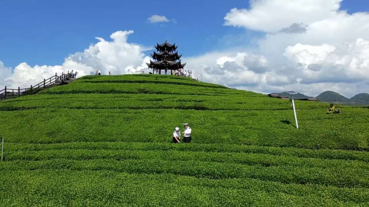 宣恩县伍家台茶园