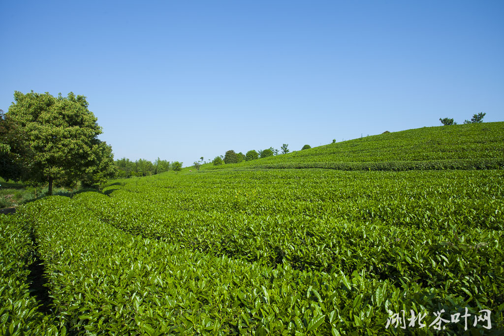 湖北向蒙古国捐赠核酸检测试剂和鄂产名茶