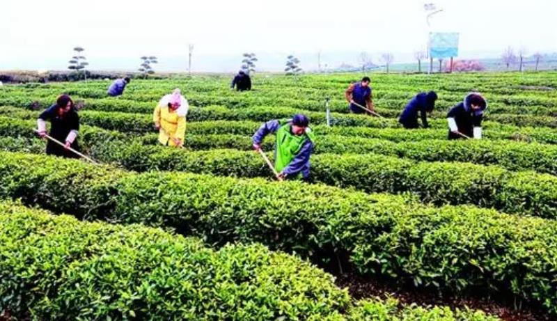 孝昌：小小茶叶成就致富路