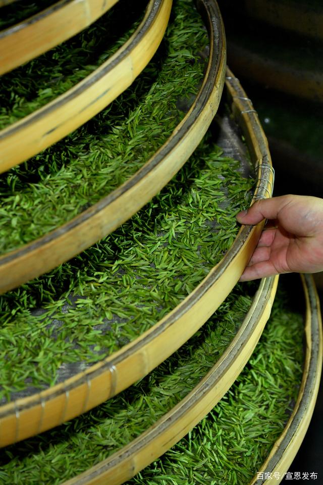 湖北宣恩春茶开采啦！