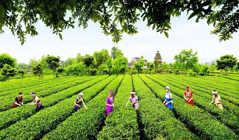 恩施：“恩施玉露”品牌建设的实践与思考