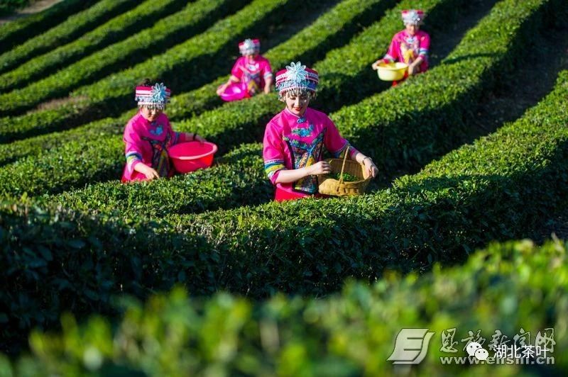 玉露飘香 恩施市25万余亩茶园全面开采