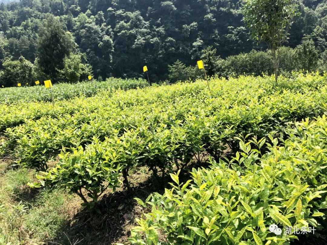 关于举办2021湖北农业博览会的通知