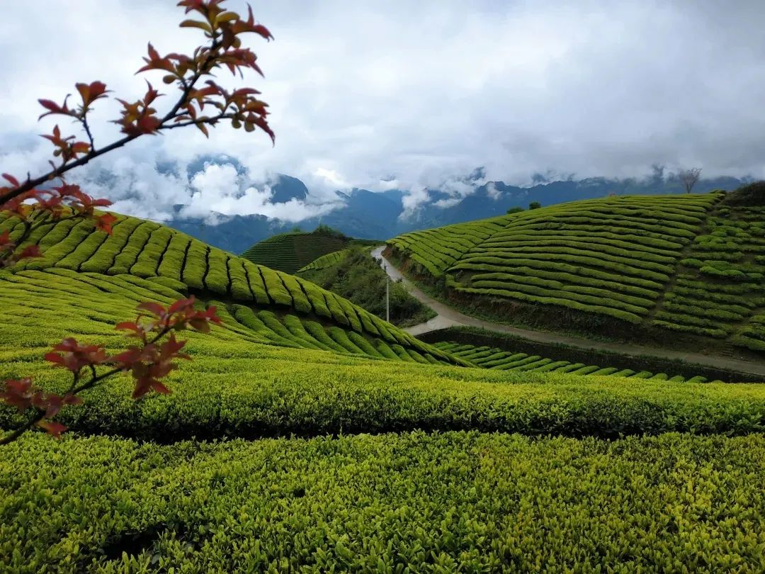 省农业农村厅办公室关于统筹做好2022年茶产业发展有关工作的通知