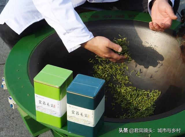 湖北宜昌太平溪早市茶开园现场实拍：手工炒制茶叶