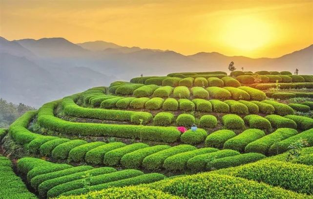 四川多地春茶迎采销旺季 千亿元茶产业转型升级