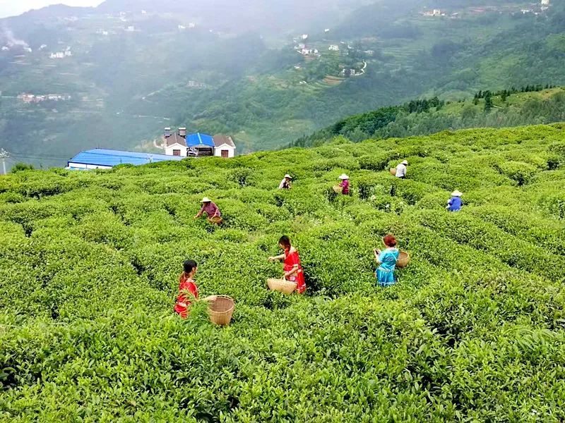 巴东上榜湖北省茶叶主产区名单