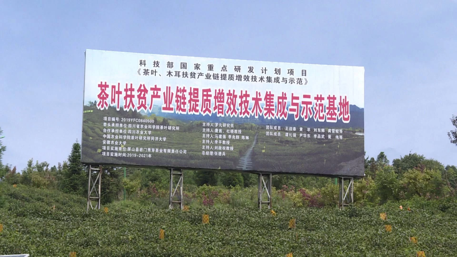 山盟海誓东西协作 共富路上茶飘“香”