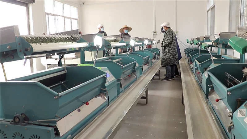 浠水：老茶园冒新芽 荒山变身“绿色银行”