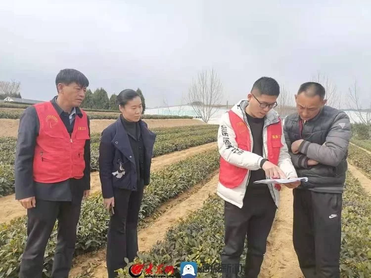 日照市农科院茶叶研究所：走进茶园送技术 服务茶企助升级