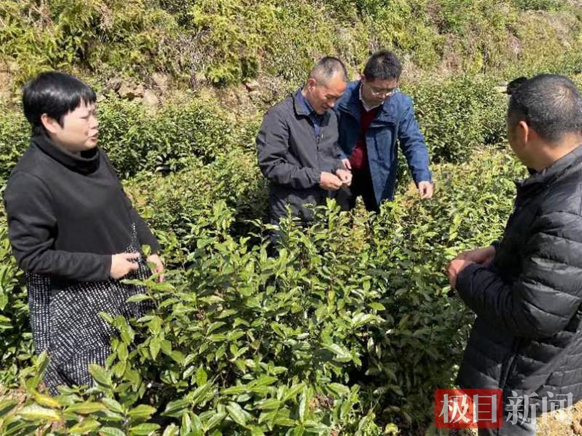 为茶叶生产保驾护航！湖北恩施科技特派员茶园茶厂开“良方”