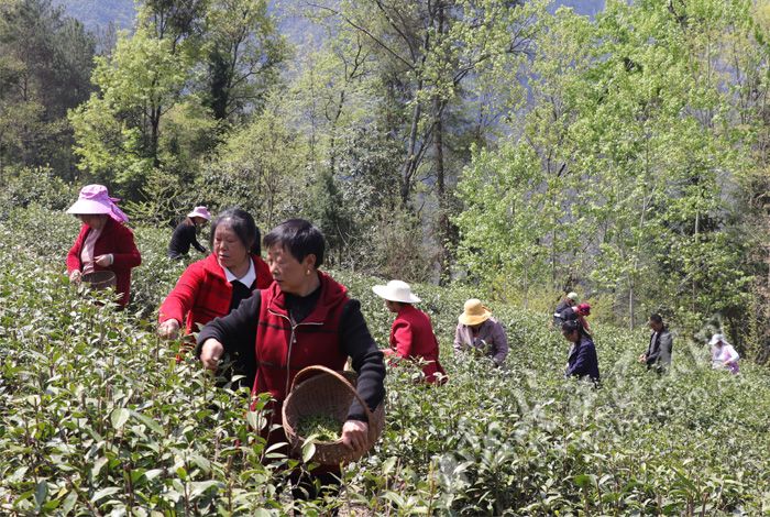 大支坪镇尚家村念好“茶叶经” 走出振兴路