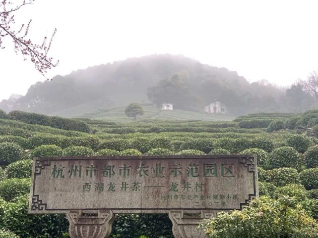 今年西湖龙井品质如何？如何挑选正宗的西湖龙井茶？